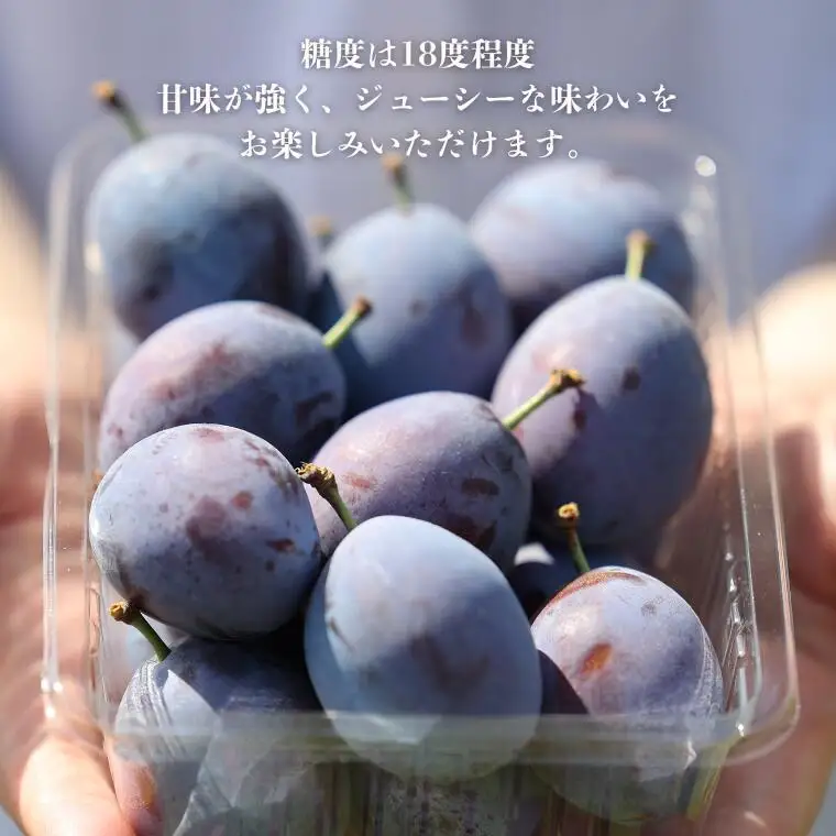 サンプルーン　２ｋｇ箱　【限定100箱】【期間限定】[RS-105]