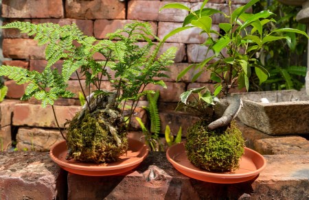 観葉植物  寄せ植え 苔玉 2個 セット 受け皿 観葉植物
