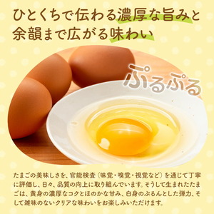 コッコファームのたまご 80個 コッコファーム《90日以内に出荷予定(土日祝除く)》熊本県 菊池市 卵 鶏卵 玉子 たまご 家庭用 熊本県産 九州産 冷蔵 送料無料