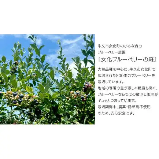《 先行予約 》 冷凍 ブルーベリー 400g×3袋 【2026年7月上旬頃より発送開始】 冷凍 大粒 フルーツ 果物 くだもの おやつ 無農薬 農薬不使用 お取り寄せ 贈り物 ジャム スムージー