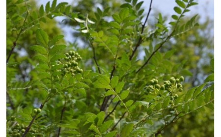 【0.5kg】青実山椒（枝付）初期物 