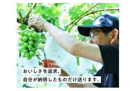 宮崎県産 シャインマスカットと旬のぶどう詰め合わせ 1.3kg【先行予約 フルーツ 先行受付 ブドウ 期間限定 葡萄 数量限定 九州産 宮崎県産 川南町産 ぶどう】