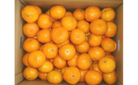 有田 みかん 10kg 秀品 / 温州みかん 有田みかん 甘い 和歌山 柑橘 ※11月下旬～1月中旬に順次発送 【sml004-r-10A】