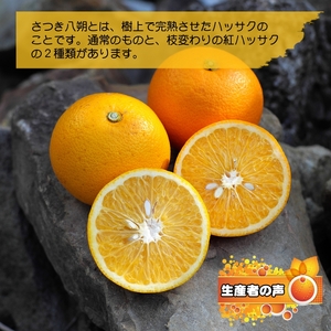 完熟 紅八朔 10kg 久幸園 / はっさく 甘い 和歌山 柑橘 ※4月上旬～5月上旬頃に順次発送予定【hsk022-beni-10】