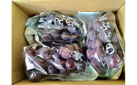 ブラックオリンピア 約1kg （2〜3房） / ぶどう 甘い 和歌山 ※8月上旬～下旬に順次発送予定 ※北海道・沖縄・離島への配送不可 【nuk502-bla-1A】