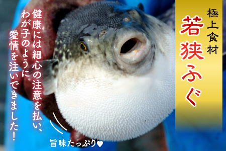【着日指定可能】【冷蔵でお届け】若狭ふぐ鍋セット2人前   小浜市 / 若狭ふぐの宿 下亟 【配送不可地域：北海道・沖縄・離島】  [BFAF007] 