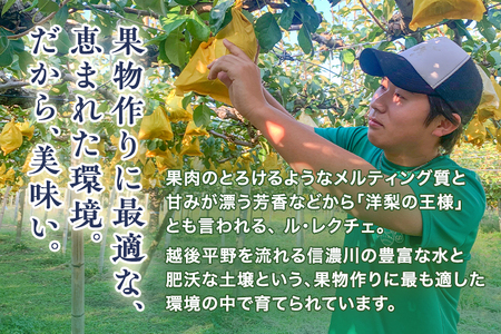 【2026年先行予約】新潟特産 幻の洋梨ル・レクチェ 贈答用 4kg（9～11玉）《11月下旬～順次発送》