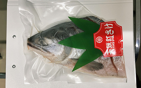 紅さけ姿造り 塩 ふるさと納税 鮭