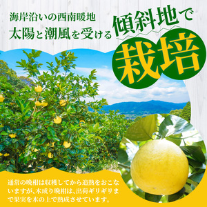 S040-023A_農家の手摘みあまくさ木成り晩柑 約7.5kg 先行受付