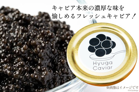 キャビア 日向キャビア (Hyuga Caviar) 20g 箱なし [ウィズ・クリエイティブ 宮崎県 日向市 452060891]