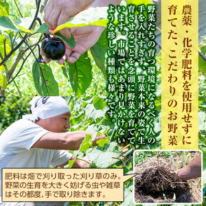 A2-011 霧島産！旬の野菜セット(季節の野菜10品)【有機ファームえん】