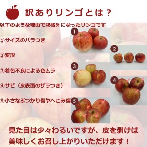 【2026年発送】訳ありリンゴ（サンふじ）10kg（1箱2段詰）_H128(R8)