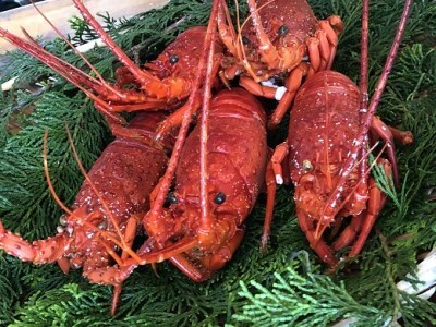 ボイル伊勢えび　【 伊勢海老 いせえび 】