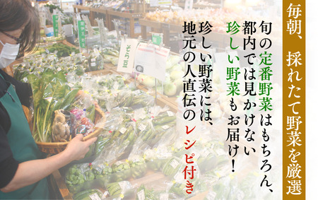 旬の野菜セット 3ヶ月の定期便　【 朝どれ 野菜 やさい 新鮮 】