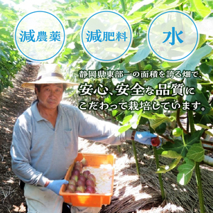 いちじく 朝採り マスイドーフィン 400g×4パック 期間限定 冷蔵 絶品 とれたて 果物 フルーツ 減農薬 減肥料 富士市 【配送不可地域：沖縄・離島】 [sf001-074]