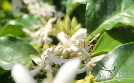 ＜焙煎工房ゆうばんた珈琲＞液体CO2処理カフェインレスコーヒー ☆ 沖縄 読谷村 珈琲 400g