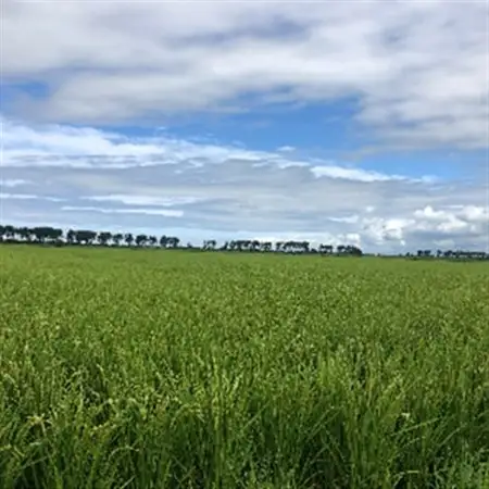 もち米　玄米5kg (栽培期間中　農薬不使用・化学肥料不使用)【配送不可地域：離島・沖縄県】【1251291】