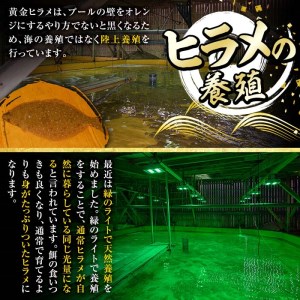 トーワの味噌漬けセット (各種4切れ・ぶり・ひらめ・たい・かんぱち) 魚 ブリ 鰤 ヒラメ 鮃 タイ 鯛 カンパチ 味付き 焼くだけ 冷凍 おつまみ 惣菜 大分県 佐伯市【EA20】【(株)トーワ】