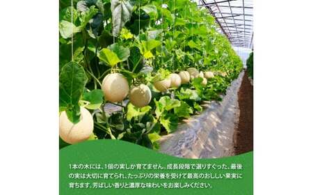 《6ヶ月定期便》“高知県産”高級マスクメロン（ご贈答・ギフト用）1玉入【発送期間：4月～12月（9カ月）】【1月～3月は気候温度不安定の為出荷不可となります。】