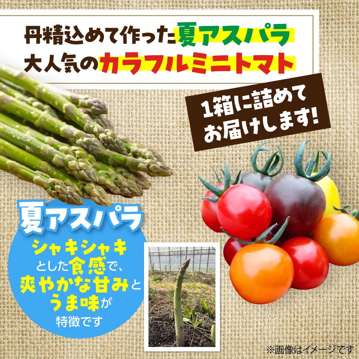 ＜2026年7月上旬よりお届け＞北海道壮瞥町産　大作農園「夏アスパラとカラフルミニトマト」のセット約1kg 先行予約 SBTR004