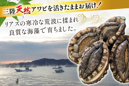【期間限定発送】 海鮮 訳あり 三陸産 活アワビ 800g (7～8個) [マルヤ五洋水産 宮城県 南三陸町 30al0006]