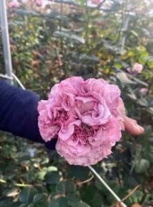 (1256)フラワー　花　バラ　バラ園　花束　お届け便　山口県　贈り物　ギフト