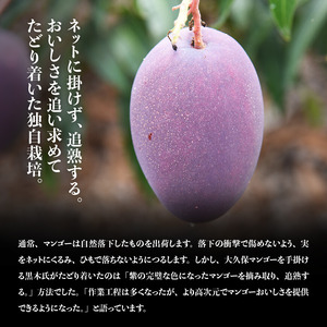 【令和8年発送】宮崎マンゴー 太陽の子２玉（1kg以上） 果物 フルーツ マンゴー