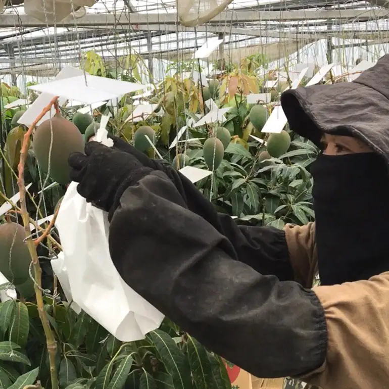 【 先行予約 2026年 発送 】 濃厚な大人の味 沖縄県「 キーツマンゴー 」2kg 沖縄県産 マンゴー 2キロ 緑色 希少 国産 果物 南国 くだもの フルーツ 夏 旬 特産品 沖縄 お取り寄せ 産地直送 農家直送 甘い かしみ園 濃厚 糸満市 18-1