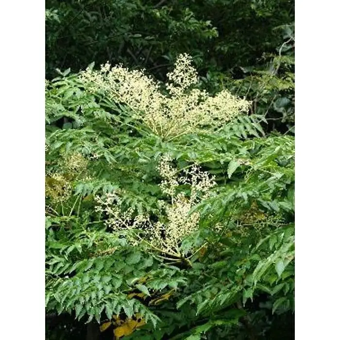 熊野古道 峠の蜂蜜 【SW70】