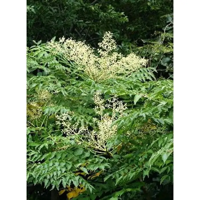 熊野古道 峠の蜂蜜3本セット 【SW71】