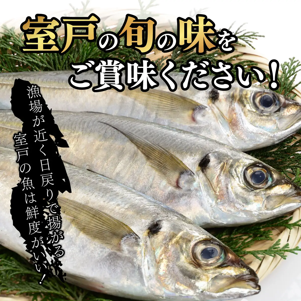 【定期便】いずま海産の鯵干物頒布会【3回お届け】干物