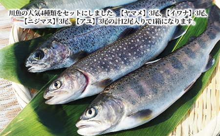 清流の川魚 セット 12尾入(ヤマメ・イワナ・ニジマス・アユ)魚12尾 ヤマメ イワナ ニジマス アユ 山女 岩魚 虹ます 虹鱒 鮎 マス ます 鱒