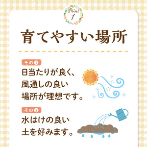 チーム田主丸『我が家の果樹園』シリーズ 【レモンの苗木】_チーム田主丸 我が家の果樹園 シリーズ レモン 苗木 フルーツ 高さ 70cm くらい 鉢径 7号 結実年数 2年目安 料理 お酒 ご家庭に一本 重宝 ふるさと管理綜合株式会社 お取り寄せ 福岡県 久留米市 送料無料 〔Hf017〕