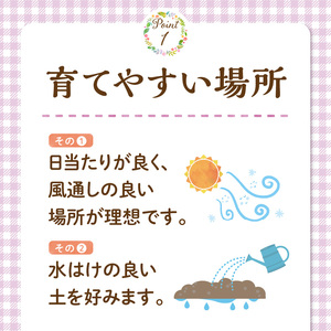 チーム田主丸『我が家の果樹園』シリーズ 【ブルーベリー】_ブルーベリー 苗木 高さ 約 50 cm 鉢経 7号 結実年数 2年目安 チーム田主丸 我が家の果樹園 シリーズ フルーツ 果物 ベリー 庭木 落葉 果樹 植樹 鉢植え 庭植え ガーデニング 福岡県 久留米市 お取り寄せ 送料無料 〔Hf019〕