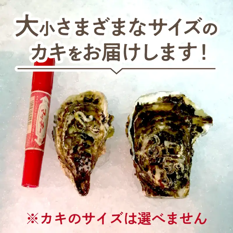 【予約：2026年10月より順次発送】【カキナイフ付】海のミルクサロマ湖産殻付2年物カキ貝 10kg 80～100個入 ( 海鮮 魚介類 貝 お歳暮 お祝い BBQ )【031-0020-2026】