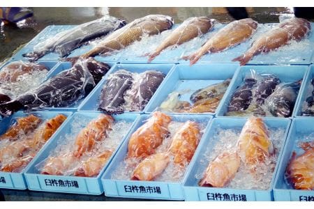 うすき豊後水道物語　豊後水道うすき地魚詰め合わせＢ