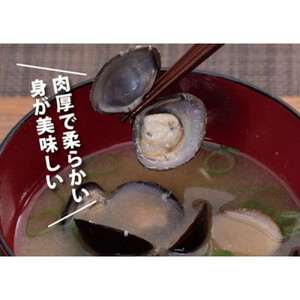 湖山池の大しじみ