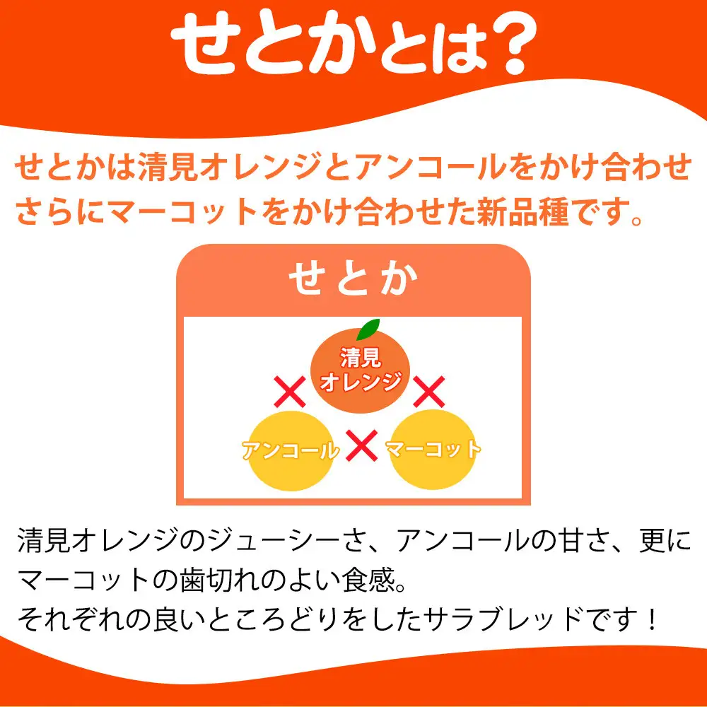とろける食感！ジューシー柑橘　せとか　約3kg サイズお任せ 【予約】※2027年2月下旬頃〜3月中旬頃発送(お届け日指定不可)【uot506A】