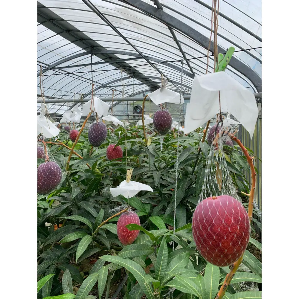 【2026年 先行予約】奄美完熟マンゴー 化粧箱 約2kg(4～6玉入り) 農家直送！