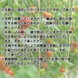 井下とまと園の完熟 フルーツトマト 約1kg 果物類 野菜 