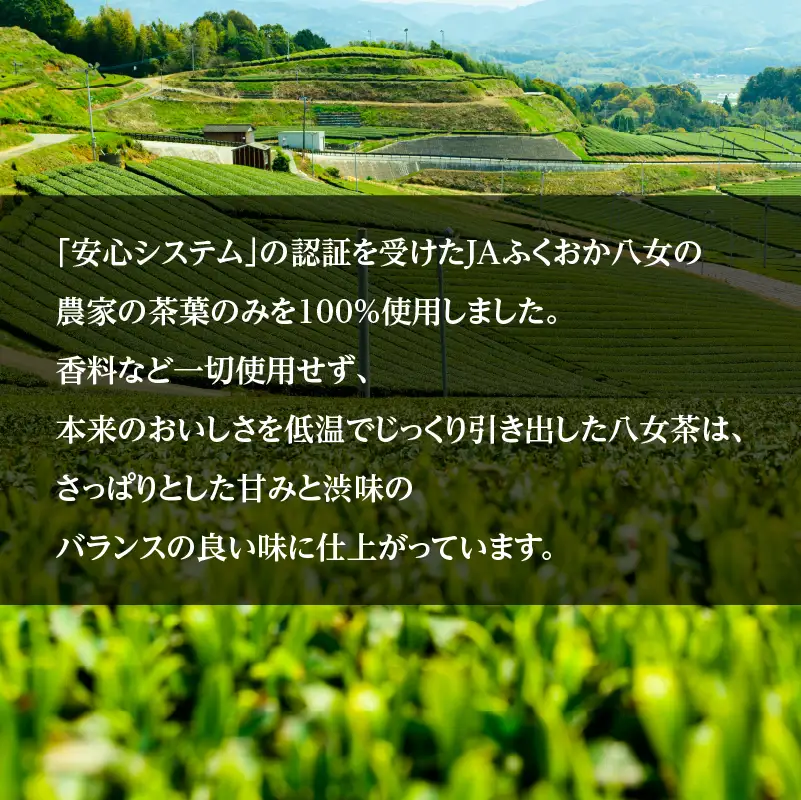 【産地直送】福岡の八女茶 煎茶ペットボトル（500ml×24本） 026-011
