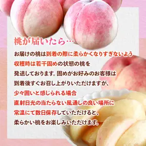九州・福岡フルーツ王国八女　お試し旬のフルーツ定期便【全２回】 E｜＜配送不可：北海道・沖縄・離島＞ あまおう 苺 いちご イチゴ もも 桃 モモ 果物 くだもの フルーツ 定期便 デザート 旬 もぎたて 直送 福岡県 八女市 072-T018