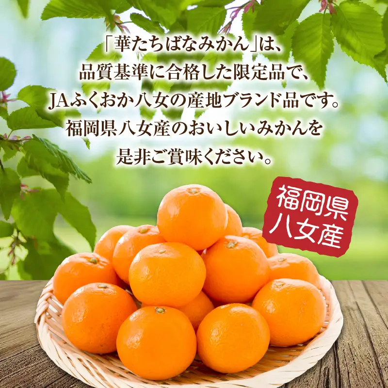 【2026年12月発送開始】華たちばなみかん 約5kg｜ＪＡふくおか八女 蜜柑 ミカン 秀品 福岡 果物 フルーツ 先行予約 家庭用 自宅用 002-005