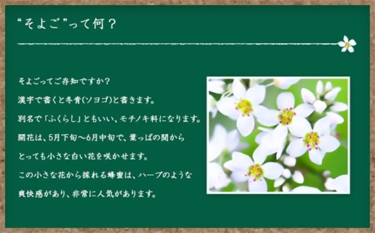 かの蜂 国産そよご蜂蜜【1kg】（とんがりポリ容器）ハーブキャンディーに似た爽快感とコクのある蜂蜜 はちみつ ハチミツ 保存食 防災グッズ 福岡県 八女市 024-018