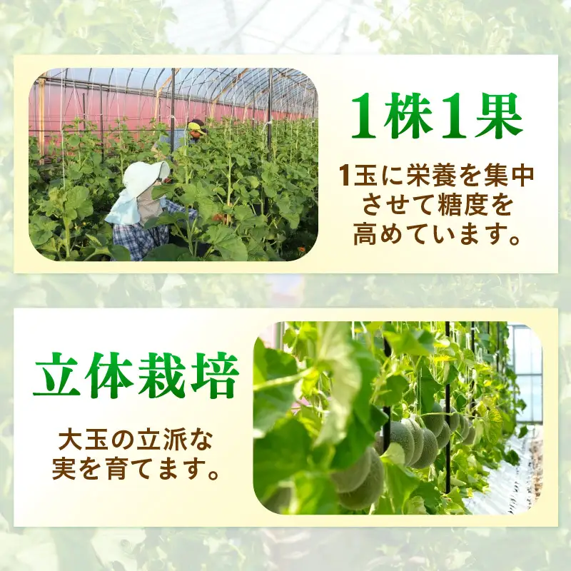 【先行予約】青肉ペルル（1.7kg以上）赤肉パリス（1.5kg以上） 秀品 各1玉（計2玉）【ネット系＆アールス系メロン】《糖度16度程度！1株1果採りで育てる高級メロン！》／ 果物 フルーツ 農家直送 青肉 赤肉 セット ネット系マスクメロン アールスメロン ペルルメロン パリスメロンギフト 贈答用 ※2026年7月上旬より順次発送予定 [aw028-a002]