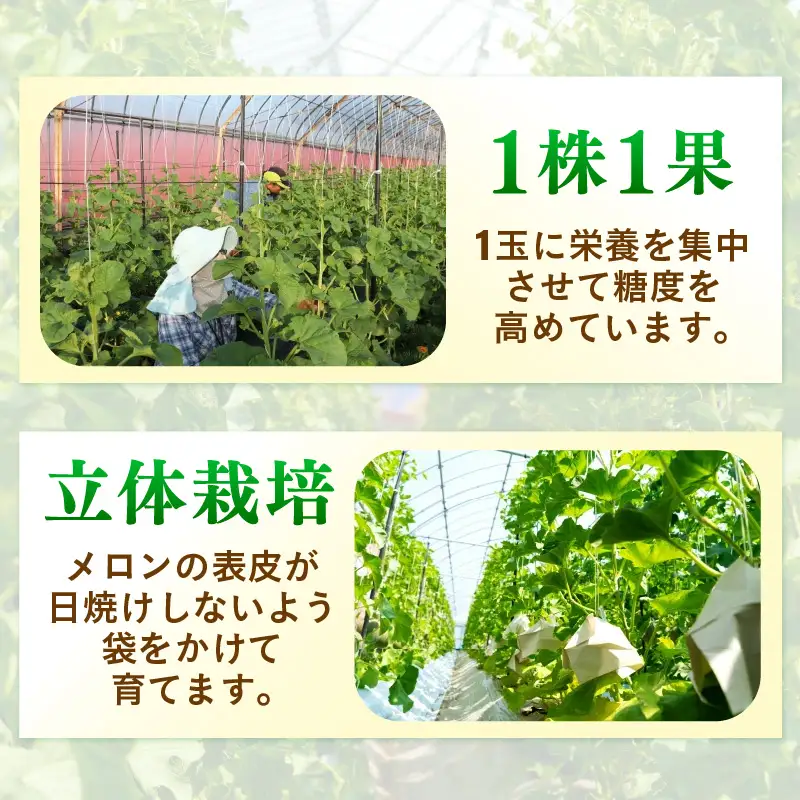 【先行予約】赤肉パリスメロン 秀品 2玉（1.5kg以上×2玉）【アールス系赤肉メロン】《糖度16度程度！1株1果採りで育てる高級メロン！》／ 果物 フルーツ 農家直送 赤肉 マスクメロン アールスメロン ギフト 贈答用 ※2026年7月上旬より順次発送予定 [aw028-a003]