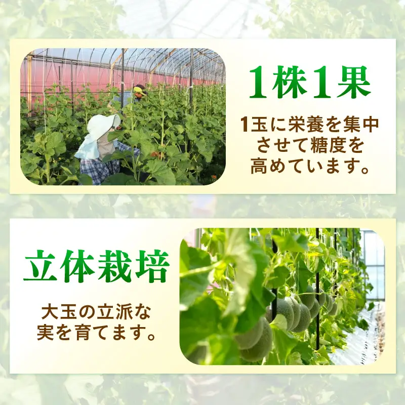 【先行予約】青肉ペルルメロン 秀品 2玉（1.7kg以上×2玉）【ネット系青肉メロン】《糖度16度程度！1株1果採りで育てる高級メロン！》／ 果物 フルーツ 農家直送 青肉 ネット系メロン ギフト 贈答用 ※2026年7月上旬より順次発送予定 [aw028-a004]