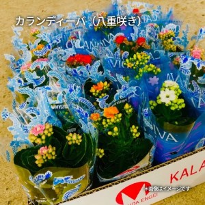 カラフルな色合いが人気の「カランコエ」おまかせ20鉢(三寸鉢)