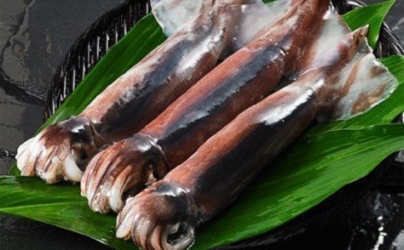 【絶品 スルメイカの炊き込みご飯の素】島の特産品 CAS凍結