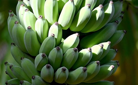 【2026年発送】本部町産アップルバナナ　1.5kg以上 フルーツ 青果